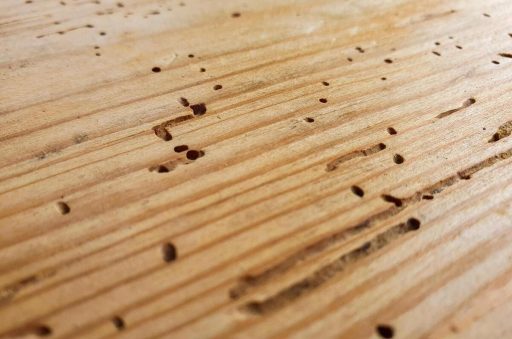 Close up of termite damage in hardwood floor showing insect holes tunnels and weakened wood fibers