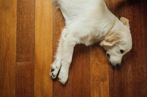 Dog lying on a refinished hardwood floor with a durable protective finish