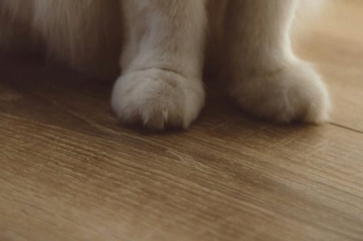 Cat urine on wood floor showing a fresh pet accident that can lead to odor staining and finish damage if not cleaned quickly