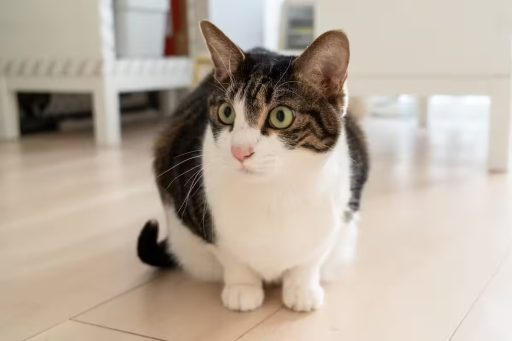 Cat on wood floor in home representing a common situation where pet urine accidents can affect hardwood surfaces