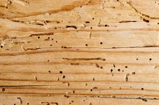 Termite damaged hardwood floor close up showing tunneling holes channels and structural wood loss before repair
