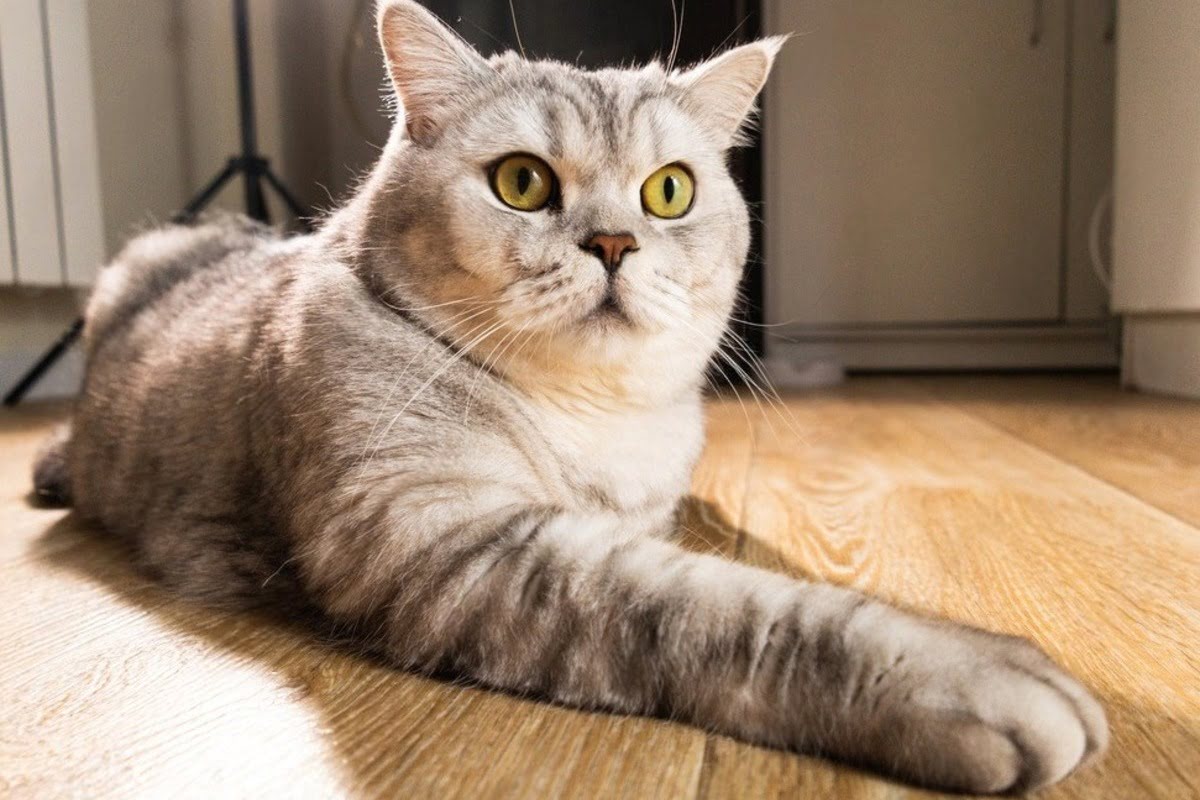 Pet cat on hardwood floor at home related to wood floor care odor control and accident cleanup